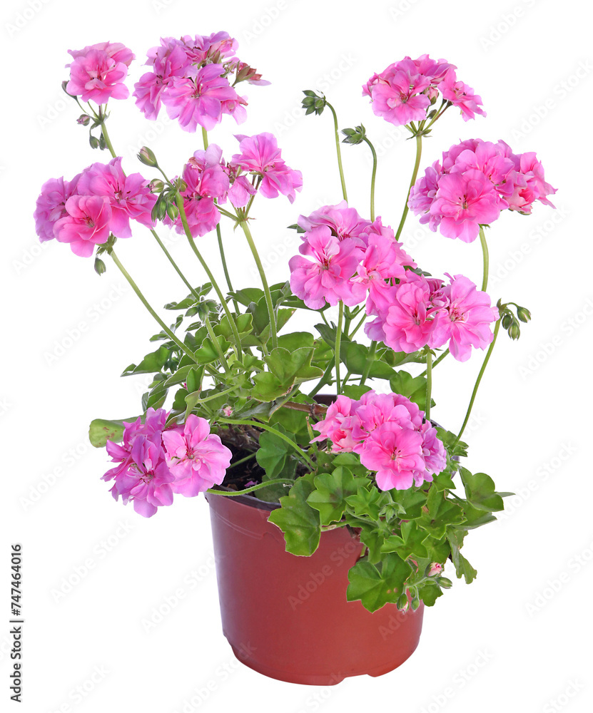 Géranium lierre double en pot Géranium lierre double en pot