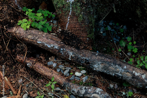 Rotten logGreen moss on the fallen tree log. © Анастасия Семашко