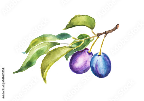 Watercolor hand painted illustration of  Plum , purple plums , hand drawn  fruits, plum branch, sweet food, watercolor illustration	