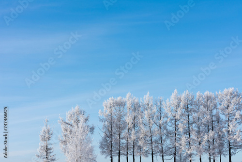 snow covered fir trees, winter background. Beauty of nature concept background, copy space