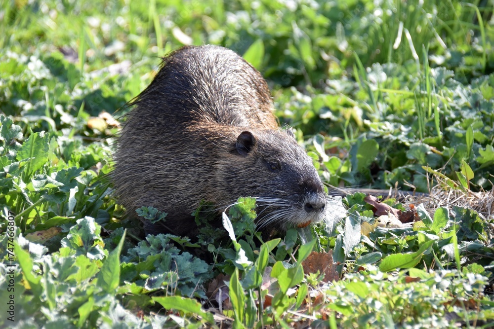 Nutria Nutria