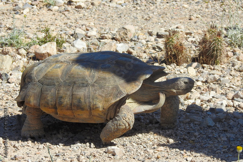 Desert Tortoise, Red Rock Canyon, Las Vegas, Nevada, United States photo