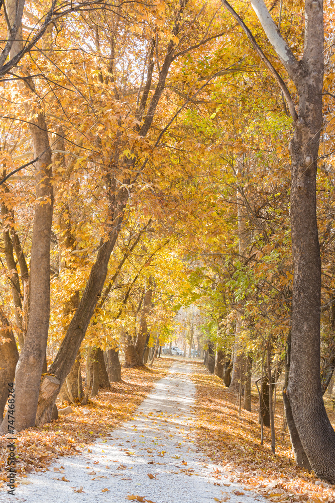 A wonderful walking path under poplar trees in autumn