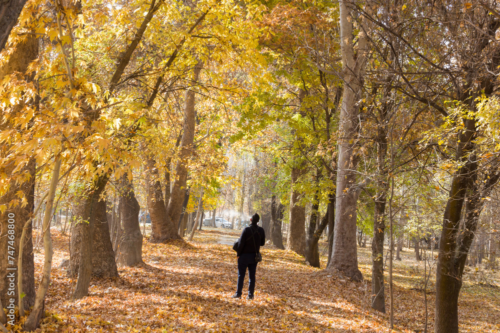 A wonderful walking path under poplar trees in autumn A wonderful walking path under poplar trees in autumn