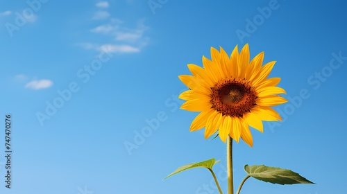 A single yellow sunflower standing tall against a blue sky.