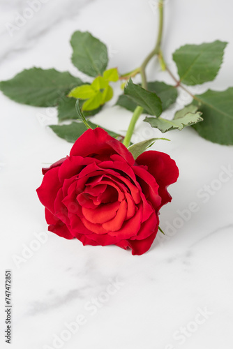 Single fresh red rose flower with leaves on white marble background.