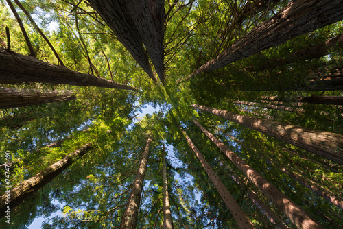 Redwood bei den Hamurana Springs, Rotorua, Bay of Plenty, Nordinsel, Neuseeland, Ozeanien photo