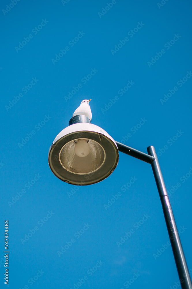 A seagull sits on a metal lampshade against a clear blue sky A seagull sits on a metal lampshade against a clear blue sky