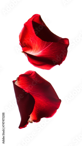 Two Red Rose Petals on White Background