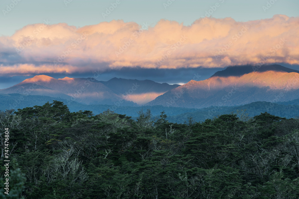 Blick in den Kaimanawa Forest Park, Südinsel, Neuseeland, Ozeanien