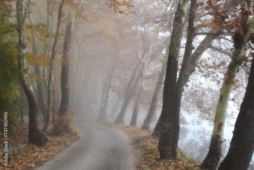 autumn in the forest