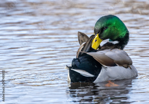 Tableau sur toile Mallard duck drake preening his feathers in the pond