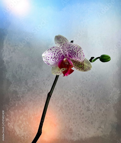 Orchid bloom and bud on branch with muted sunset light against sheer panel