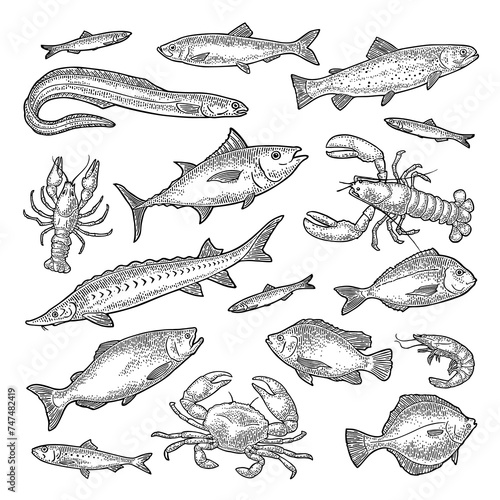 Whole fresh different types fish and crustacean. Vector engraving vintage