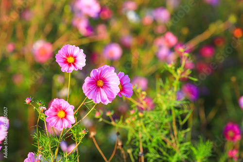 field of beautiful pink, red and white cosmos flower blooming.