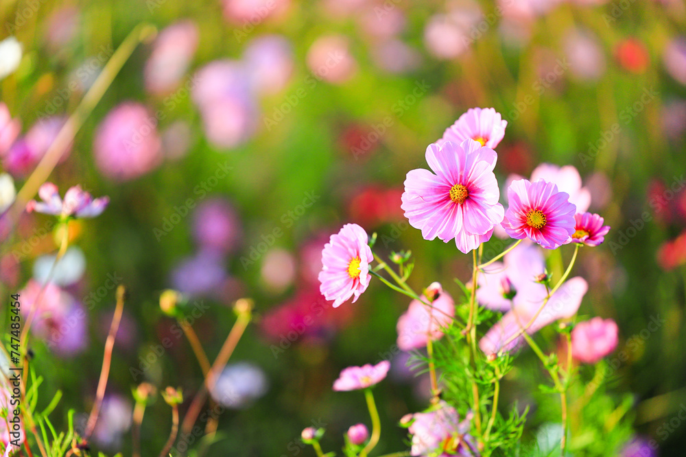 field of beautiful pink, red and white cosmos flower blooming. field of beautiful pink, red and white cosmos flower blooming.