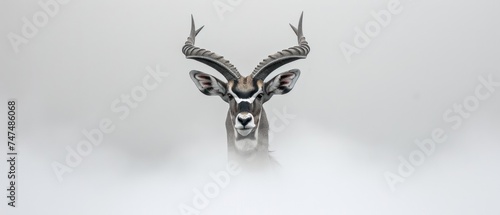a close up of a deer's head with antlers on it's head and a white background. © Jevjenijs
