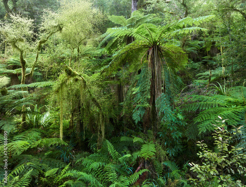Regenwald, Oparara Basin, Kahurangi Nationalpark, West Coast, Südinsel, Neuseeland, Ozeanien