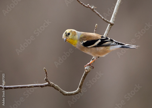 goldfinch on thin branch