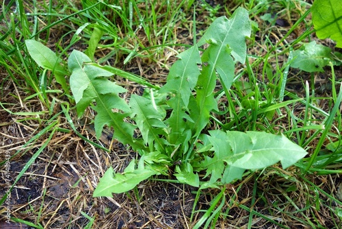 Dandelion ( common dandelion , taraxacum officinale ) seen as a weed