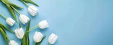 White tulip flowers on blue background. Floral wallpaper, banner. February 14, valentine's day, love, 8 march women's day theme.