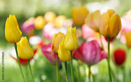 tulpen in blüte, blumen farben natur garten frühling freizeit gelb