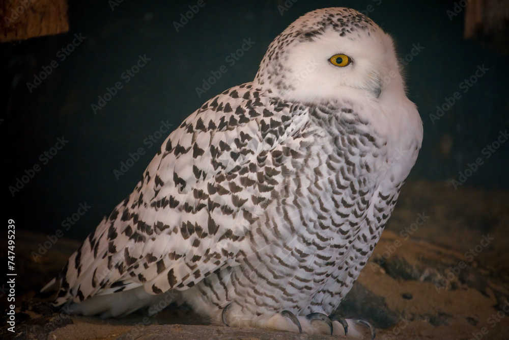 Fototapeta premium A snowy owl, bubo scandiacus, also known as the polar owl, in a wildlife park.