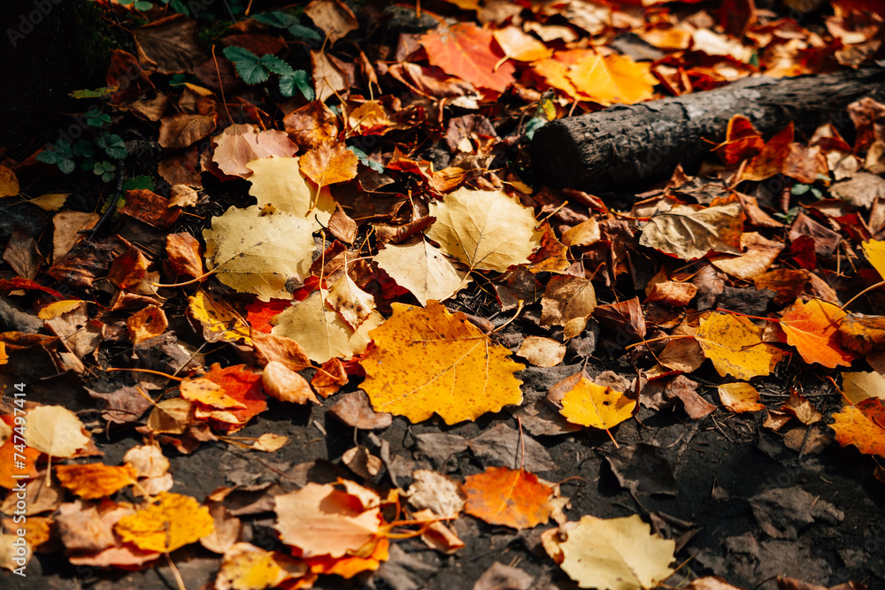 autumn leaves background