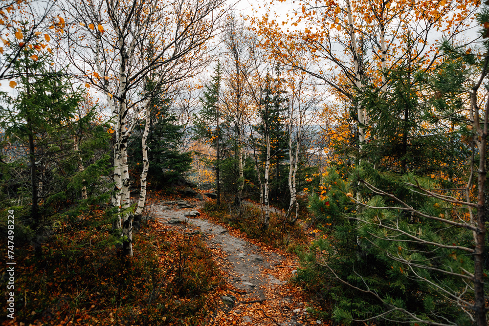 Obraz premium autumn in the mountains