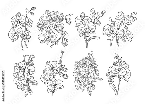 Set of orchid flowers and bouquets line art vector botanical illustrations. Trendy greenery hand drawn black ink sketches collection. Modern design for logo, tattoo, wall art, invitations, packaging.