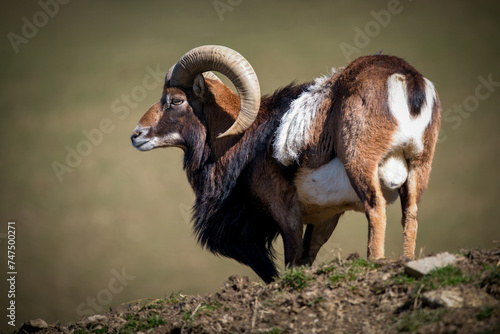 a mouflon ram, ovis orientalis musimon, at a spring day on the mountains photo