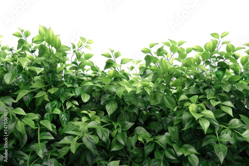 Detailed view of a bush with green leaves, suitable for nature concepts