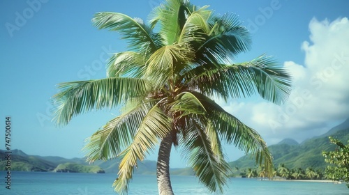 A serene beach scene with a palm tree and mountain in the background. Ideal for travel and nature concepts