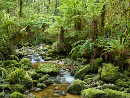 Regenwald  Oparara Basin  Kahurangi Nationalpark  West Coast  S  dinsel  Neuseeland  Ozeanien