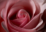 Pink rose macro photo