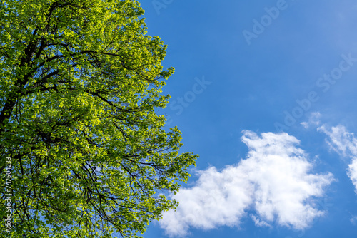 The crown of a tree with young green leaflets against a blue sky with a cloud.