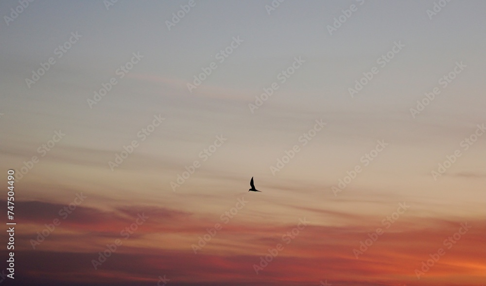 seagull in the sky. birds in the sky. bird in the sky.