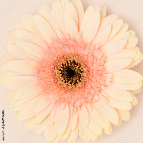 Closeup of gerbera flower on a beige background. Floral natural texture.