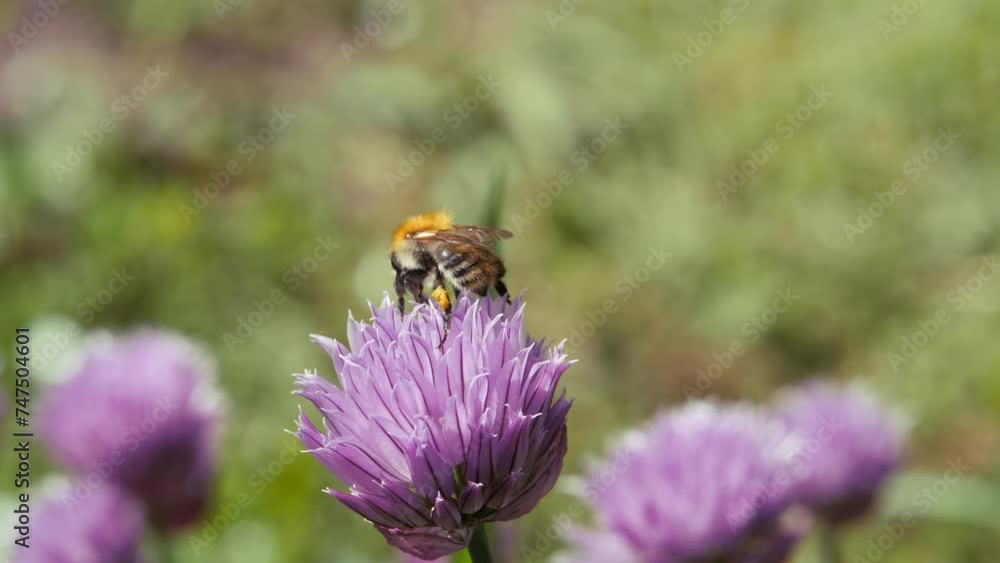 The bumblebee collects pollen from the inflorescences. Onion flower. Spring. Close-up. The bumblebee collects pollen from the inflorescences. Onion flower. Spring. Close-up.