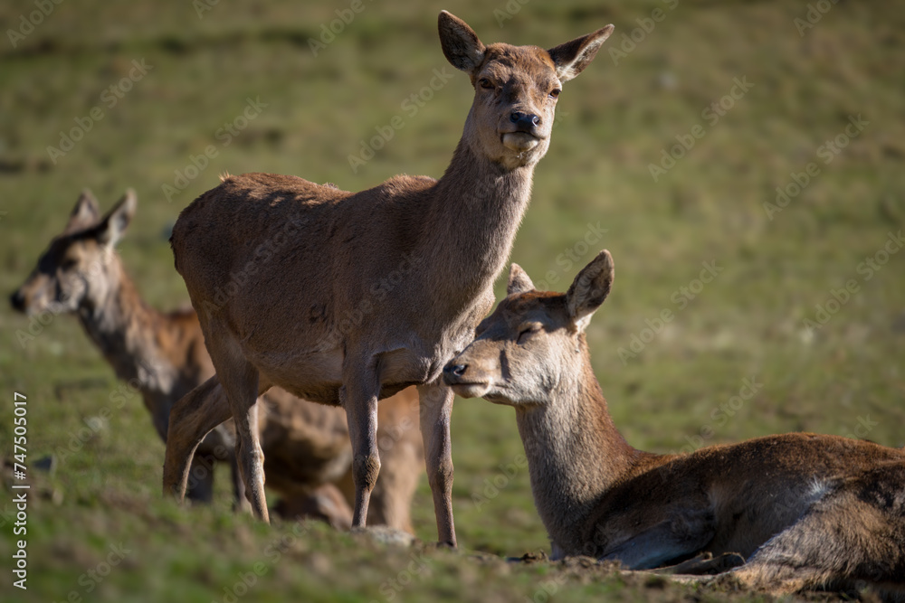 red deers, cervus elaphus, on the mountains in spring at a sunny day