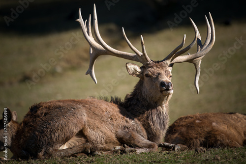 red stag, cervus elaphus, with capital trophies is lying down on a mountain meadow at a sunny spring day © Chamois huntress