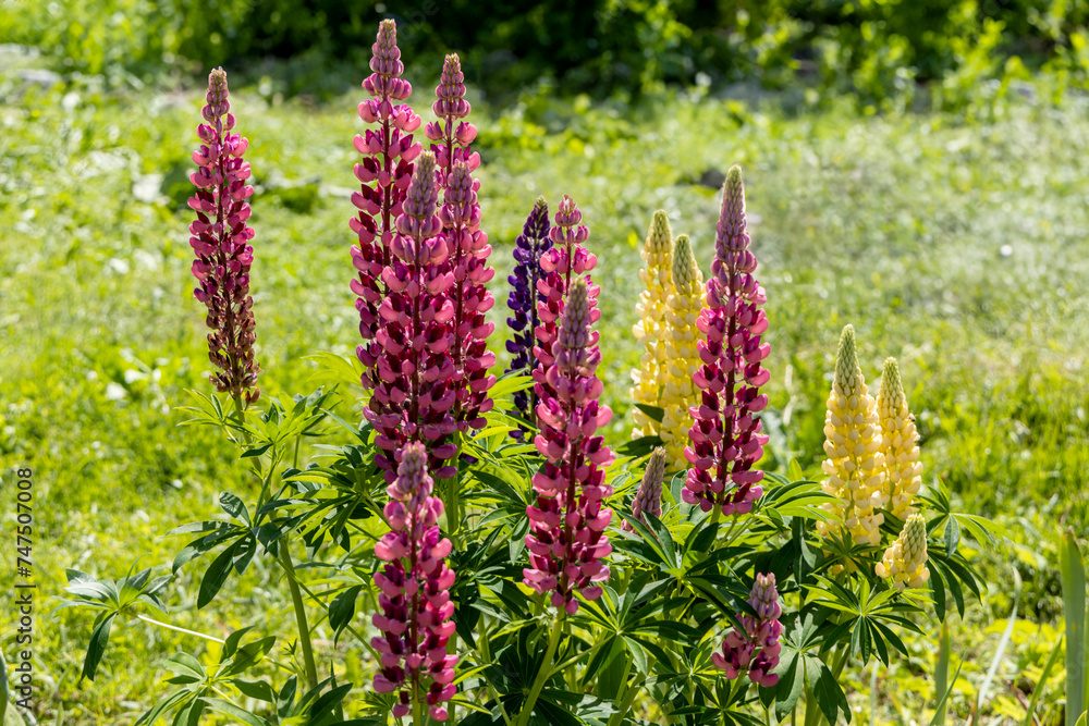 detailed close-up of mixed Lupin Lupinus flowers detailed close-up of mixed Lupin Lupinus flowers