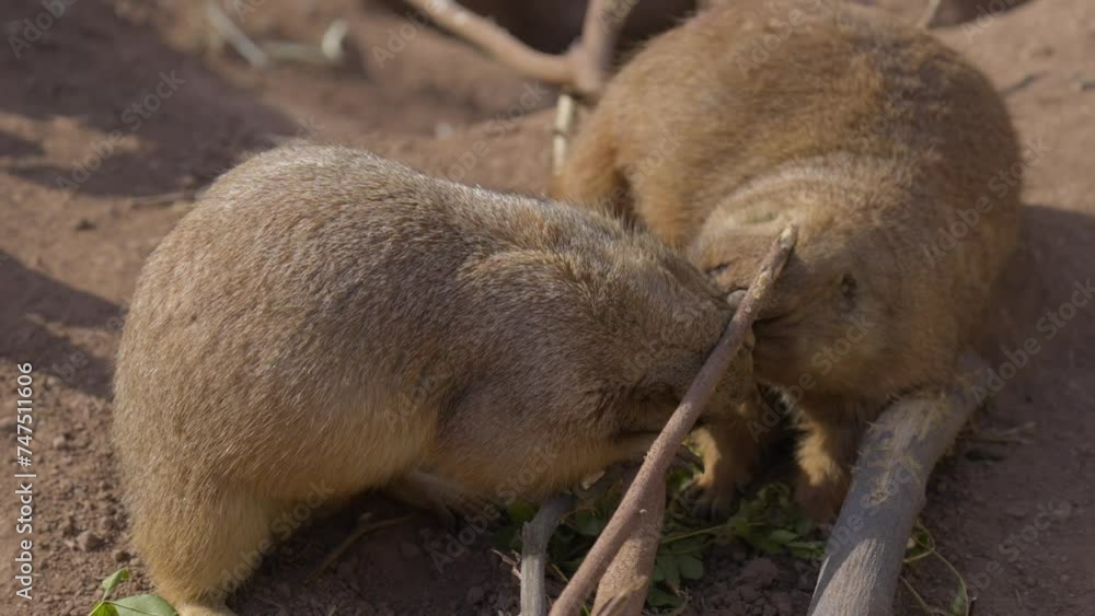 This video shows a pair of prairie dogs showing affection to each other. This video shows a pair of prairie dogs showing affection to each other.