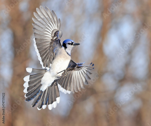 Blue Jay hovering in mid-air, Canada