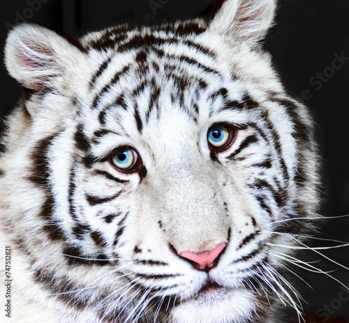 Wallpaper Mural Tiger Torontodigital.ca