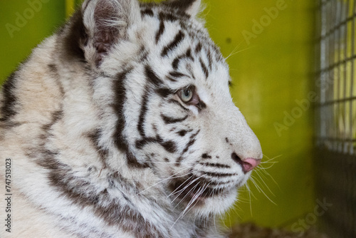 portrait of a tiger