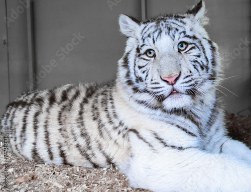 Wallpaper Mural white bengal tiger Torontodigital.ca