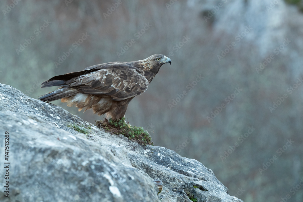 Fototapeta premium Adult female Golden Eagle in an area of Euro-Siberian mountain and forest before the sun rises on a cold January day