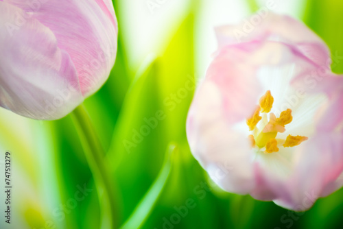 Wallpaper Mural flower Torontodigital.ca