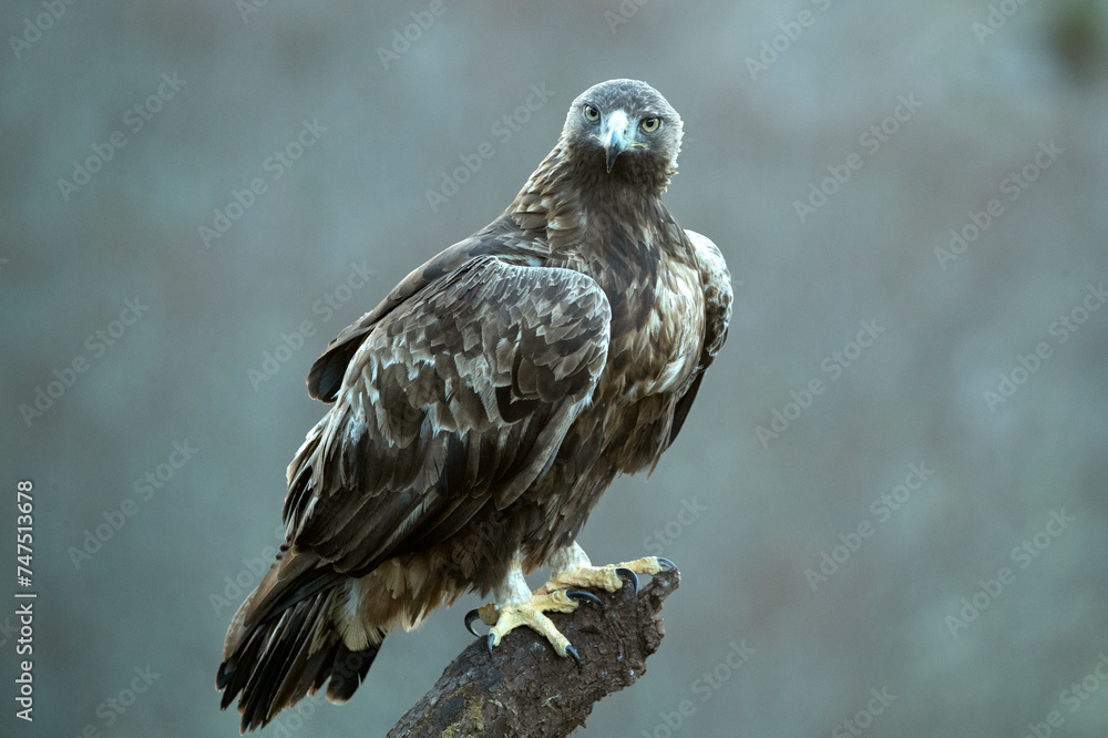 Golden eagle male in a mountain landscape with Euro-Siberian beech and oak forest at the first light of a winter day Golden eagle male in a mountain landscape with Euro-Siberian beech and oak forest at the first light of a winter day